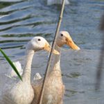 Hochpathogene Vogelgrippe in Starnberg bestätigt – Behörden rufen zu strenger Biosicherheit auf