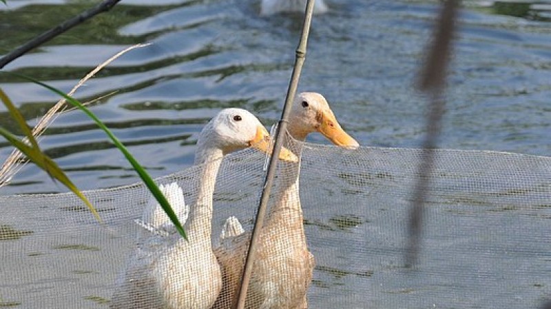 Hochpathogene Vogelgrippe in Starnberg bestätigt – Behörden rufen zu strenger Biosicherheit auf