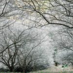 Kurs in Landsberg: Gehölze ohne Blätter bestimmen lernen