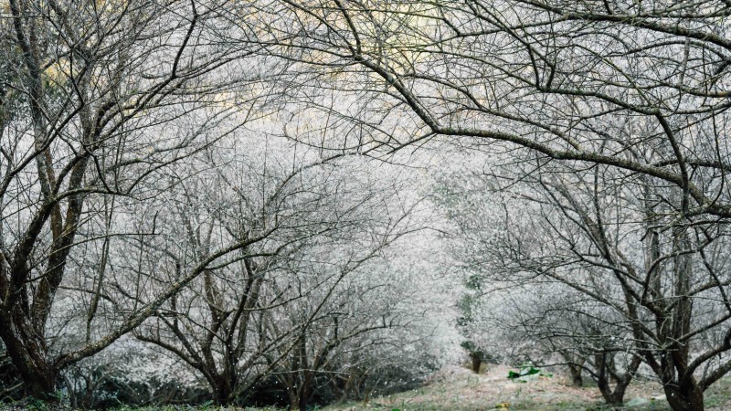 Kurs in Landsberg: Gehölze ohne Blätter bestimmen lernen