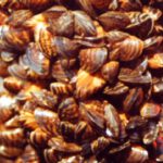 Quagga-Muschel erstmals im Starnberger See nachgewiesen – Behörden beraten über Gegenmaßnahmen