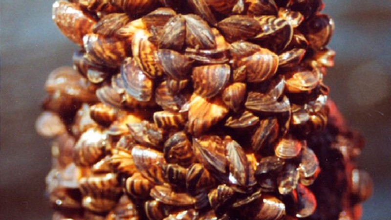 Quagga-Muschel erstmals im Starnberger See nachgewiesen – Behörden beraten über Gegenmaßnahmen