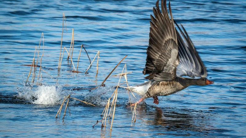 Zweite bestätigte Vogelgrippe im Landkreis Starnberg: Tote Wildgans in Breitbrunn positiv auf HPAI getestet Zweite bestätigte Vogelgrippe im Landkreis Starnberg: Tote Wildgans in Breitbrunn positiv auf HPAI getestet